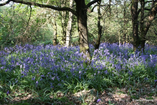 Bluebell woods