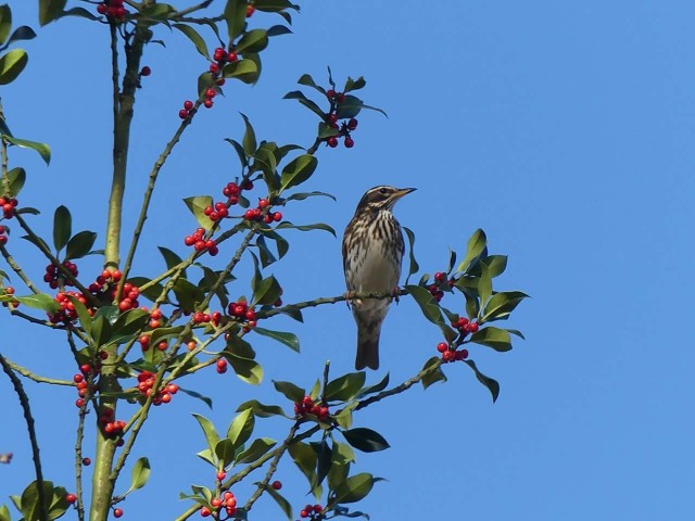 Bird purched on berry tree