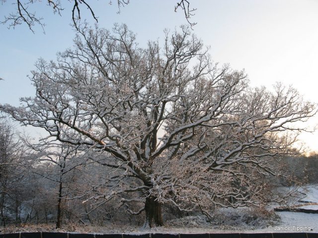 Snowy Winter Tree