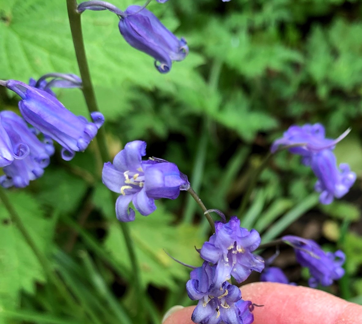 English Bluebells in Ashenground Woods Michelle Thomasson